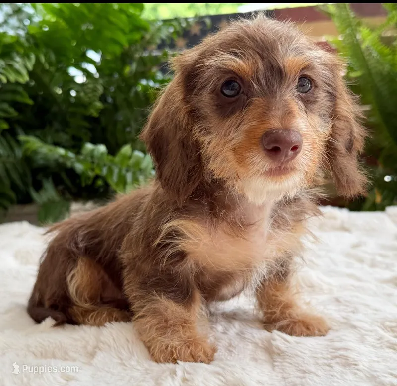 Otis, a male Dachshund for sale in Springfield, MO – Photo 1 of 1