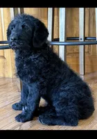 Walter , a male Rottweiler for sale in Joplin, MO – Photo 9 of 10