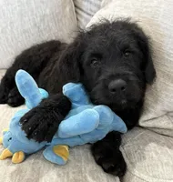Walter , a male Rottweiler for sale in Joplin, MO – Photo 6 of 10