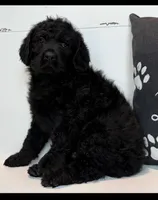 Luke , a male Rottweiler for sale in Springfield, MO – Photo 7 of 9