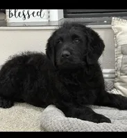 Walter , a male Rottweiler for sale in Joplin, MO – Photo 7 of 10