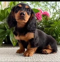 Archie, a male Dachshund for sale in Springfield, MO – Photo 3 of 9