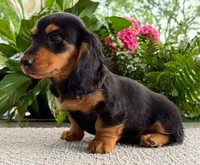 Archie, a male Dachshund for sale in Springfield, MO – Photo 4 of 9