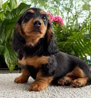 Archie, a male Dachshund for sale in Springfield, MO – Photo 8 of 9