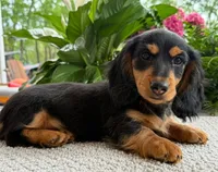 Archie, a male Dachshund for sale in Springfield, MO – Photo 2 of 9