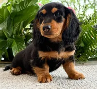 Archie, a male Dachshund for sale in Springfield, MO – Photo 6 of 9