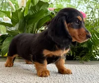 Archie, a male Dachshund for sale in Springfield, MO – Photo 5 of 9