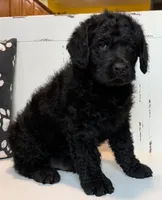 Luke , a male Rottweiler for sale in Springfield, MO – Photo 6 of 9