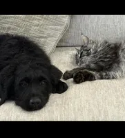 Walter , a male Rottweiler for sale in Joplin, MO – Photo 3 of 10