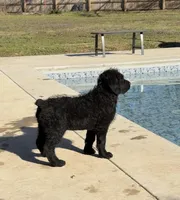 Walter , a male Rottweiler for sale in Joplin, MO – Photo 10 of 10