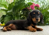 Sadie Mae, a female Dachshund for sale in Springfield, MO – Photo 3 of 9