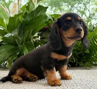 Sadie Mae, a female Dachshund for sale in Springfield, MO – Photo 6 of 9