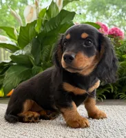 Sadie Mae, a female Dachshund for sale in Springfield, MO – Photo 8 of 9