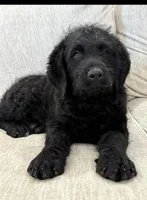 Walter , a male Rottweiler for sale in Joplin, MO – Photo 2 of 10