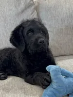 Walter , a male Rottweiler for sale in Joplin, MO – Photo 5 of 10