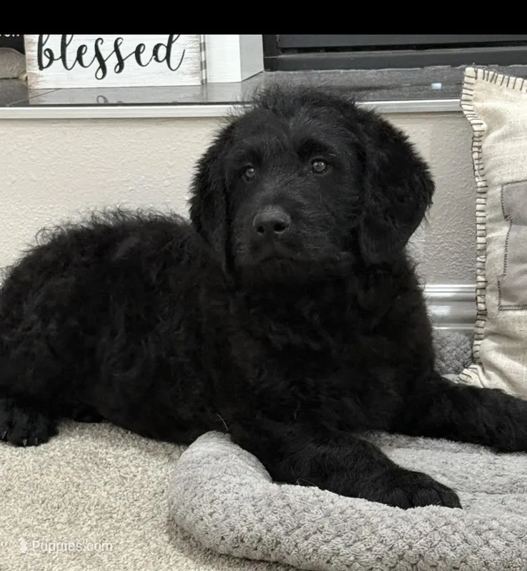 Walter  – Rottweiler puppy for sale in Joplin, MO