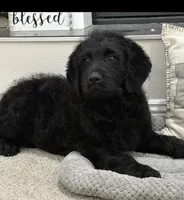 Walter , a male Rottweiler for sale in Joplin, MO – Photo 1 of 10