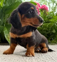 Lilly Girl, a female Dachshund for sale in Springfield, MO – Photo 3 of 8