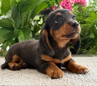 Lilly Girl, a female Dachshund for sale in Springfield, MO – Photo 8 of 8