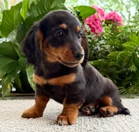 Lilly Girl, a female Dachshund for sale in Springfield, MO – Photo 7 of 8