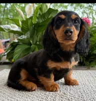 Archie Boy, a male Miniature Dachshund for sale in Springfield, MO – Photo 1 of 10