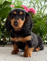 Archie Boy, a male Miniature Dachshund for sale in Springfield, MO – Photo 7 of 10