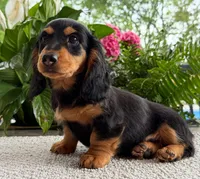 Archie Boy, a male Miniature Dachshund for sale in Springfield, MO – Photo 8 of 10