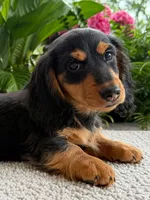 Archie Boy, a male Miniature Dachshund for sale in Springfield, MO – Photo 3 of 10