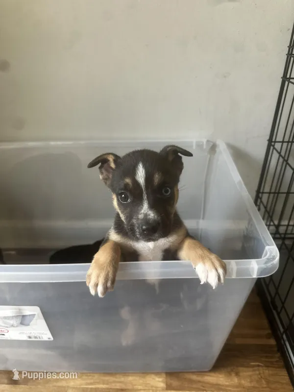 Black  – American Bully puppy for sale in Atlanta, GA
