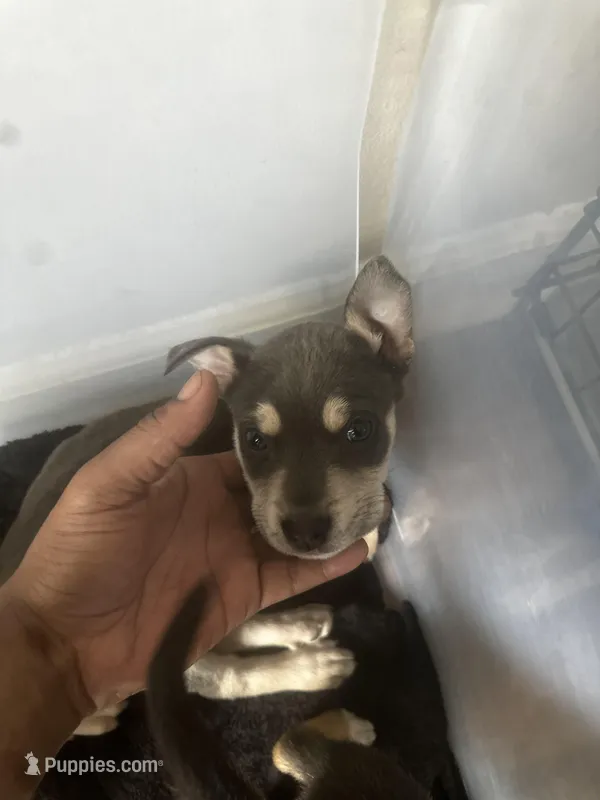 Grey  – American Bully puppy for sale in Atlanta, GA