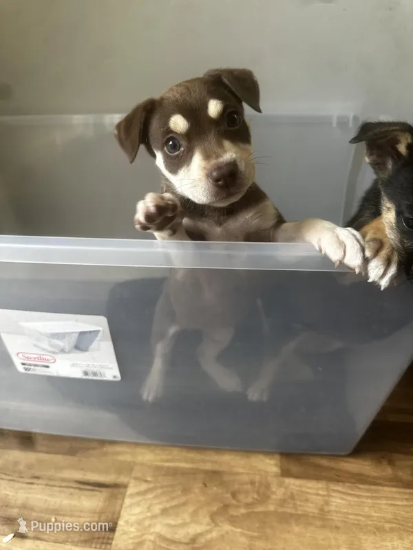 Ruby – American Bully puppy for sale in Atlanta, GA