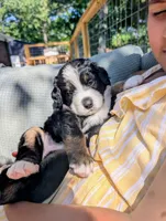 Bernese Mountain Dog (orange) , a female Bernese Mountain Dog for sale in Huntsville, AL – 1 of 2