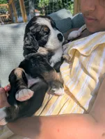 Bernese Mountain Dog (orange) , a female Bernese Mountain Dog for sale in Huntsville, AL – 2 of 2