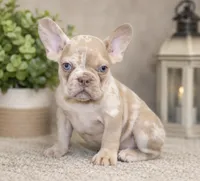 Sienna, a female French Bulldog for sale in Grandville, MI – 3 of 3