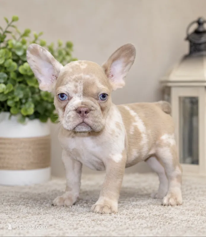 Sienna – French Bulldog puppy for sale in Grandville, MI