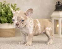 Sienna, a female French Bulldog for sale in Grandville, MI – 2 of 3