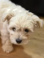 Baby Boy , a male Chihuahua and Maltipom for sale in Shelton, WA – Photo 3 of 4