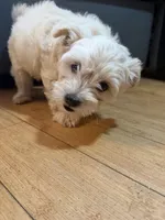 Baby Boy , a male Chihuahua and Maltipom for sale in Shelton, WA – Photo 4 of 4