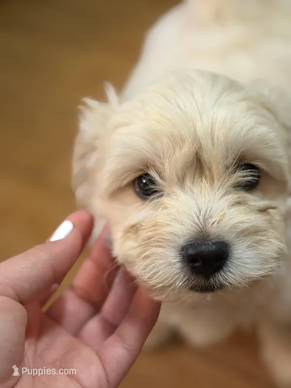 Baby Boy  – Chihuahua, Maltipom puppy for sale in Shelton, WA