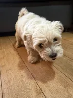 Baby Boy , a male Chihuahua and Maltipom for sale in Shelton, WA – Photo 2 of 4