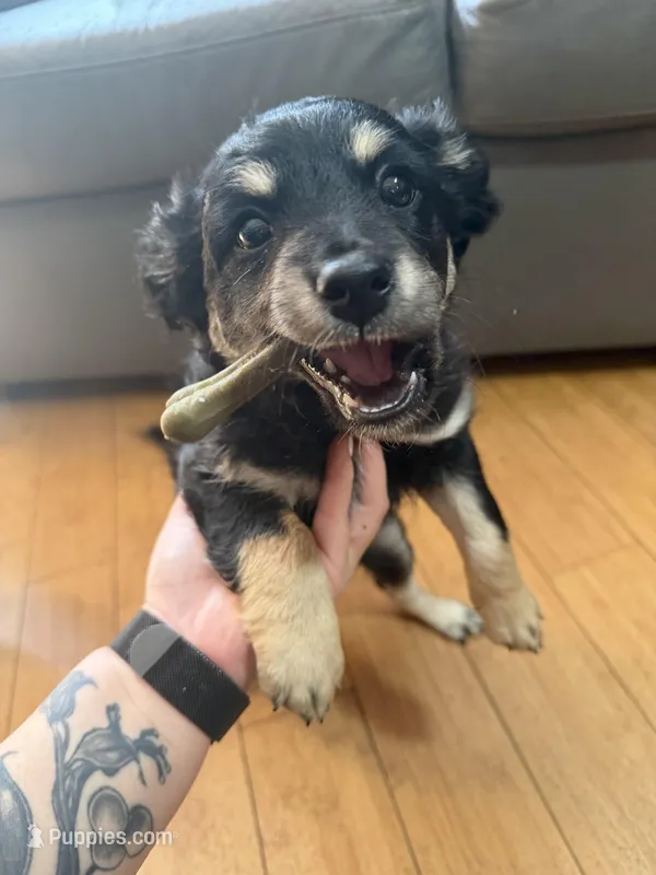 Baby Girl  – Chihuahua, Maltipom puppy for sale in Shelton, WA