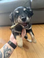 Baby Girl , a female Chihuahua and Maltipom for sale in Shelton, WA – Photo 1 of 3