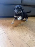 Baby Girl , a female Chihuahua and Maltipom for sale in Shelton, WA – Photo 2 of 3