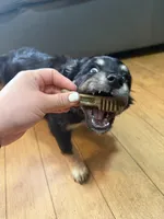 Baby Girl , a female Chihuahua and Maltipom for sale in Shelton, WA – Photo 3 of 3