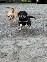 Baby Girl (Fern), a female Chihuahua and Maltipom for sale in Shelton, WA – 5 of 7