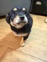 Baby Girl , a female Chihuahua and Maltipom for sale in Shelton, WA – Photo 2 of 3