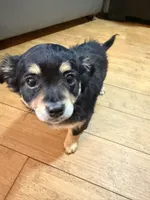 Baby Girl , a female Chihuahua and Maltipom for sale in Shelton, WA – Photo 3 of 3