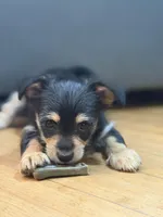 Baby Boy, a male Chihuahua and Maltipom for sale in Shelton, WA – Photo 3 of 4