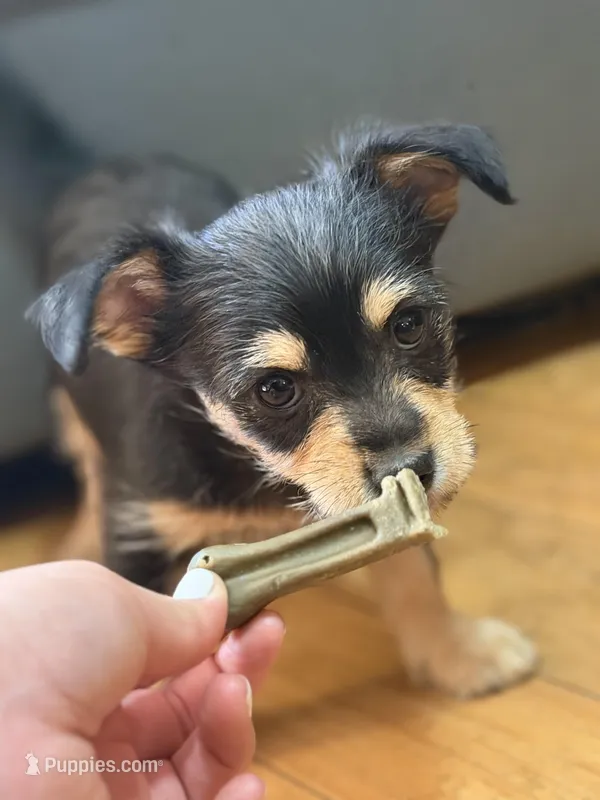 Baby Boy – Chihuahua, Maltipom puppy for sale in Shelton, WA