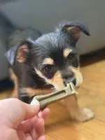 Baby Boy, a male Chihuahua and Maltipom for sale in Shelton, WA – Photo 1 of 4